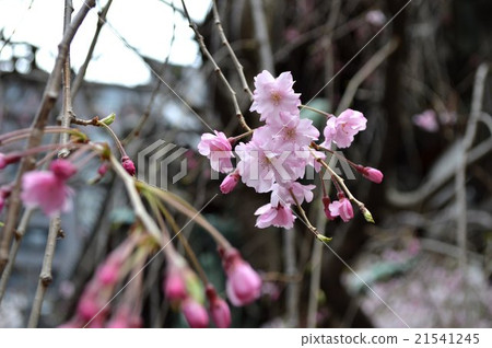 Benicidae club / Kyoto · Rokkakudo 21541245