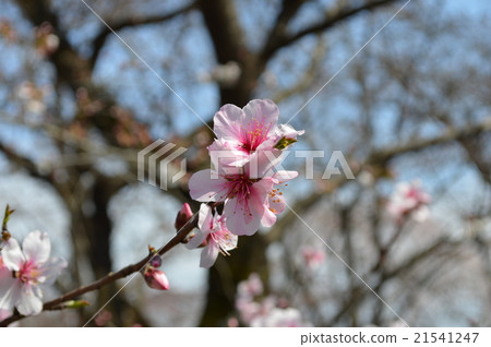 Almond flower / Kyoto · Hirano Shrine 21541247