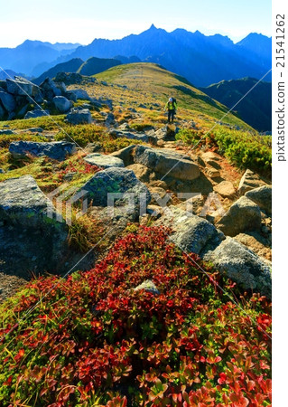 北阿爾卑斯山的Yorashima杜鵑花和Sugamakatake和Yanagetake的秋季葉子 21541262