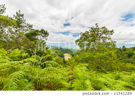 Tana Toraja landscape and fern forest 21541289