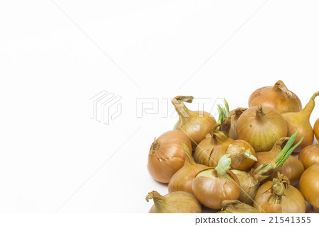 onion on the white background onion on the white background 21541355