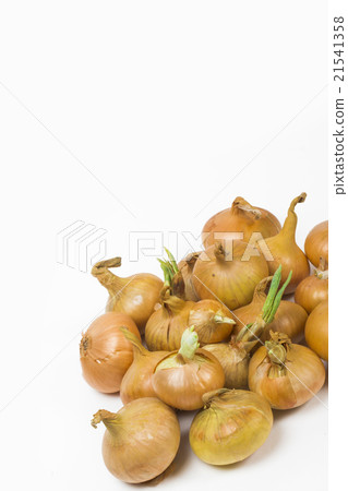 onion on the white background onion on the white background 21541358