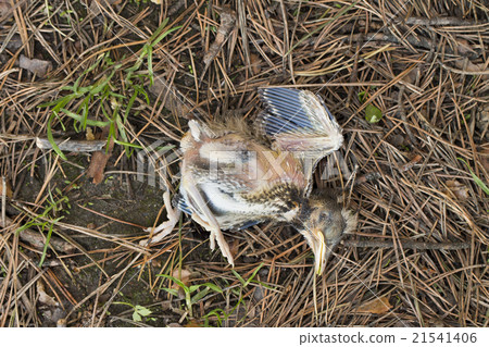 chick on the white background 21541406