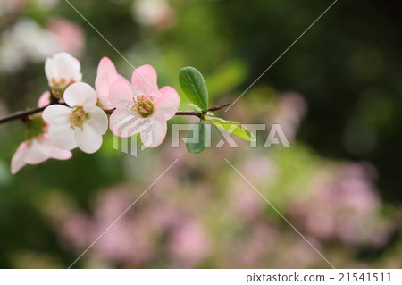 春天 春天 21541511
