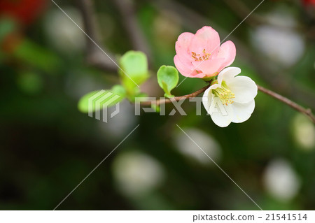 春天 春天 21541514