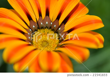 Beautiful flower in a meadow 21541833