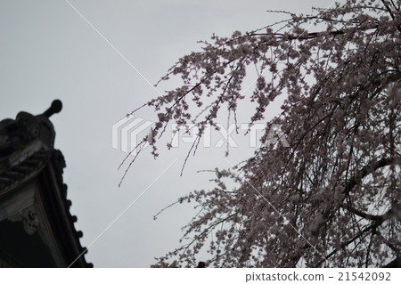 Shisare Cherry Blossoms and Temple 21542092