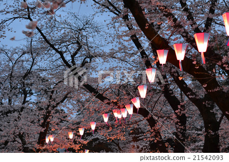 夜晚的櫻花 夜晚的櫻花 21542093