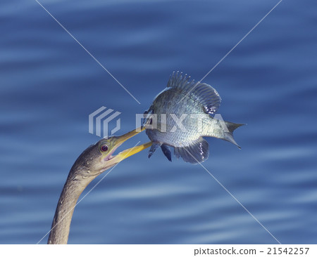 Anhinga With a Fish Anhinga With a Fish 21542257