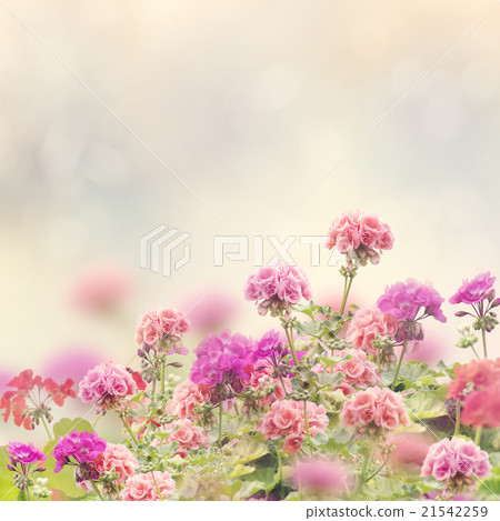 Geranium Flowers Background 21542259