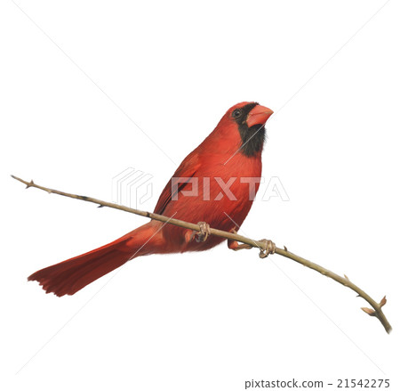 Digital Painting of Male Northern Cardinal Digital Painting of Male Northern Cardinal 21542275