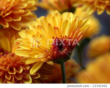 Blooming flowers 21542402