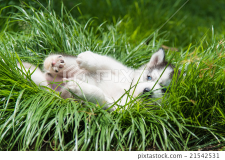 Puppy siberian husky Puppy siberian husky 21542531