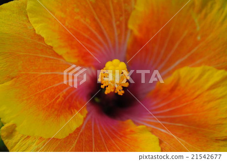 金鐘 金鐘 21542677