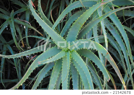 Kidachiaroe 21542678