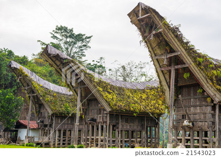 Traditional village of Tana Toraja, Indonesia 21543023