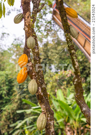 Cacao plantation in Tana Toraja 21543024