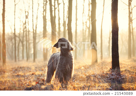 photo of the dog 21543089