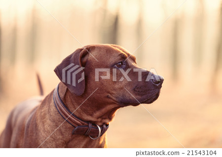 photo of the dog 21543104