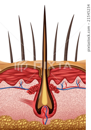 Hair Anatomy 21545234