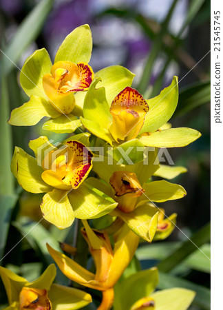 yellow cymbidium orchid flower 21545745