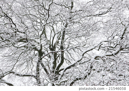 Big tree cloudy sky black and white background Big tree cloudy sky black and white background 21546038