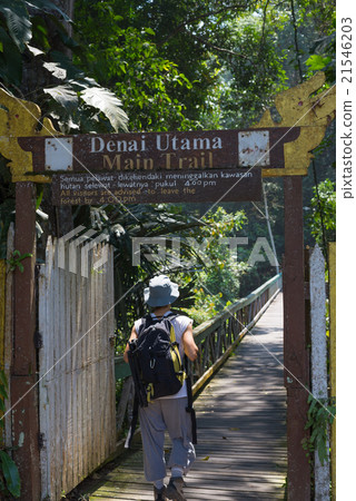 Trekking in Borneo rainforest 21546203