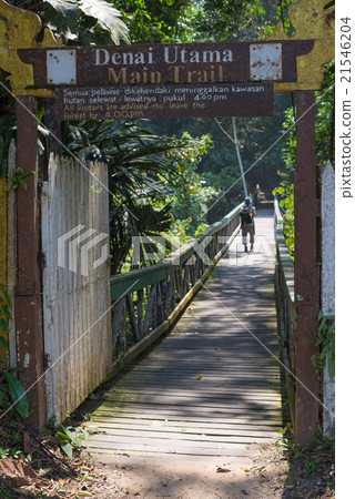 Trekking in Borneo rainforest 21546204