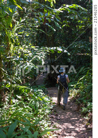Trekking in Borneo rainforest 21546205