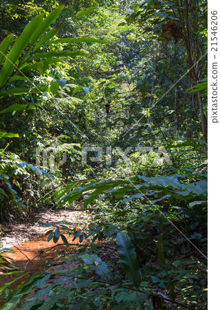 Borneo rainforest 21546206