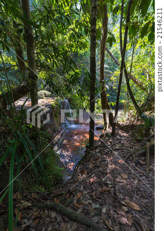 Borneo rainforest 21546211