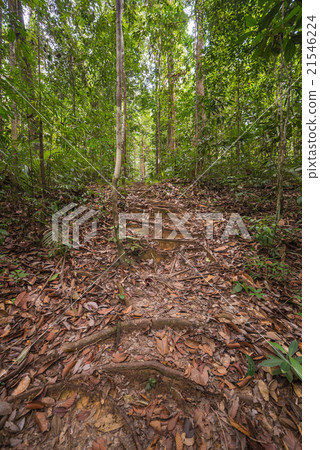 Borneo rainforest 21546224