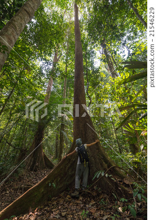 Trekking in Borneo rainforest 21546229