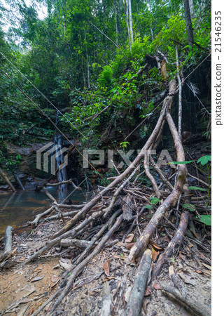 Borneo rainforest 21546235