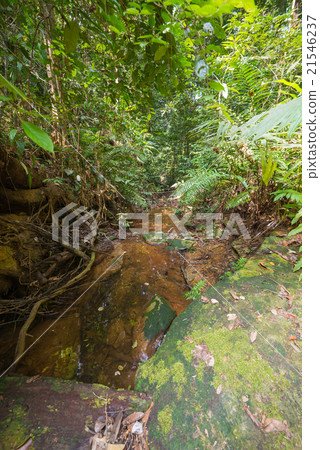 Borneo rainforest 21546237