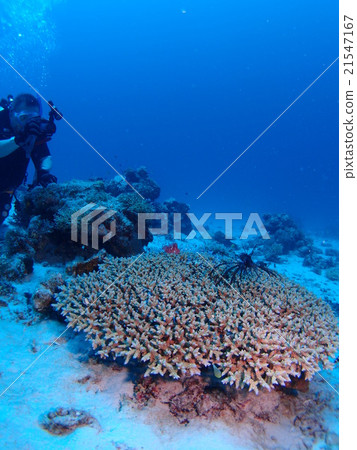 Okinawa · Branch of Zamami Island Diver that shoots a young fish of Hanamino-na-sama who is toxic and swims over the coral 21547167