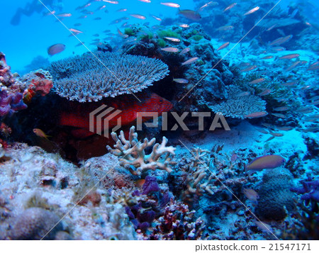 Yukatahata with a flashy pattern secretly hiding secretly in the coral reefs of Zamami-jima Island in Okinawa 21547171