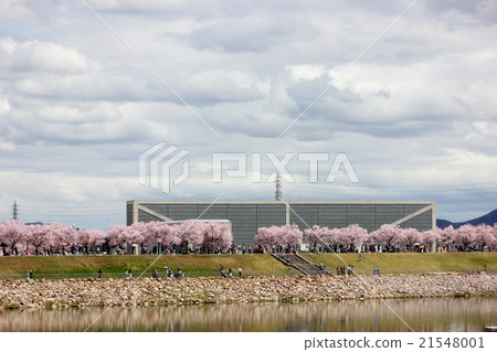 狹山池博物館和櫻花 21548001