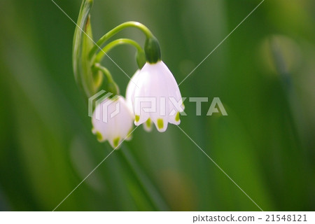 Vinillin flower (close-up) Vinillin flower (close-up) 21548121