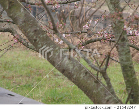開始開花的吉野櫻花 開始開花的吉野櫻花 21548247