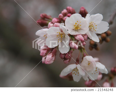 開始開花的吉野櫻花 開始開花的吉野櫻花 21548248