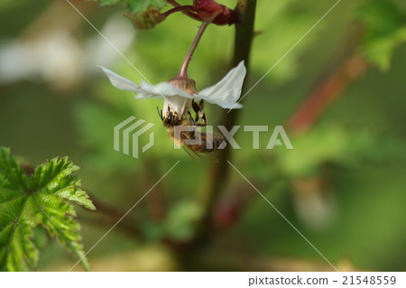 Living things Collect insects honey bees, honey with peach bugs. I'm going to have delicious honey ① 21548559