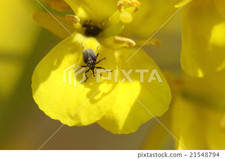 Creatures Insect Dye Consult Weevil, It is a cute figure with less than 3 mm but it seems to be a pest such as rapeseed Creatures Insect Dye Consult Weevil, It is a cute figure with less than 3 mm but it seems to be a pest such as rapeseed 21548794