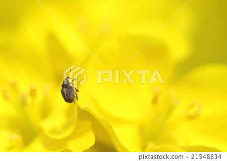 Living thing Insect Dye consal Wee beet, It is small and plain color, but it stands out considerably when it is on the flower 21548834