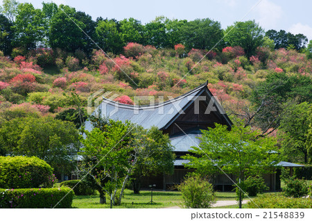 Mizuba azalea of Saito Hara Kofun Takatoriyama 21548839
