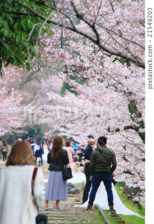 櫻花在京都 21549203