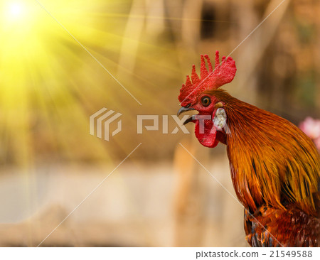 图库照片: rooster crowing in the morning sun