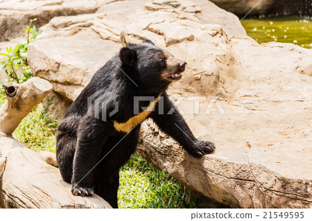 asiatic black bear 21549595