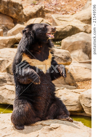 asiatic black bear asiatic black bear 21549596