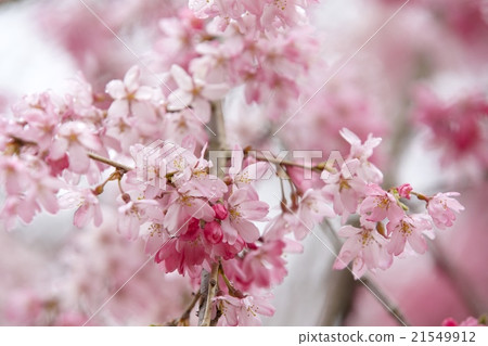 Sakura after the rain 21549912